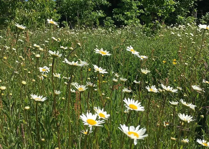 山林小屋 Hollicarrs - Waters Edge *